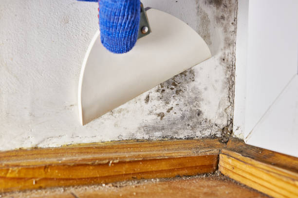 Best Asbestos and Lead Testing During Mold Inspection  in Apple Creek, OH